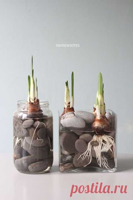 10 Inspiring Containers For Your Winter Bulbs