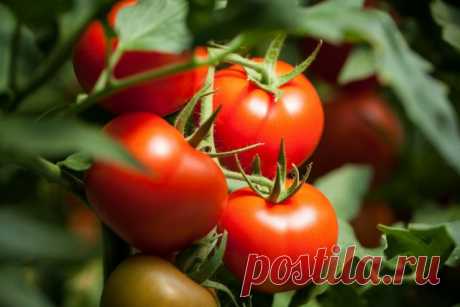 Мой опыт формирования томатов для продления плодоношения. Пасынкование и удаление листьев. Фото — Ботаничка.ru
