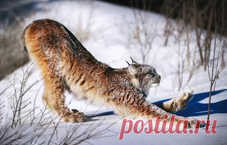 Обои кошка, снег, утро, зарядка, Рысь, Lynx, Канадская рысь картинки на рабочий стол, раздел кошки - скачать