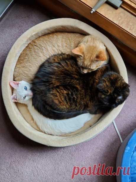 18 раз, когда люди застали своих котиков так мило спящими вместе