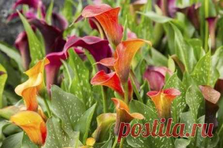 Calla Lily Division: When And How To Divide A Calla Lily Plant