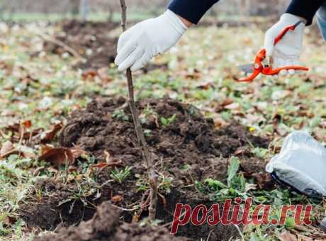 Новая яблоня на старом месте 
Специалисты утверждают, что посадочные ямы под плодовые деревья следует готовить заблаговременно. Если вы собираетесь выкорчевать очень старые яблони и вместо них посадить новые деревья, то стоит это…