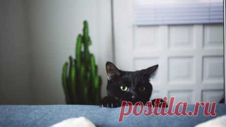 Домашние кошки (37 фото)