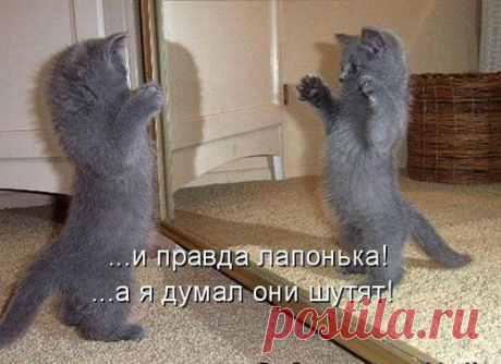 Без кота и жизнь не та ツ