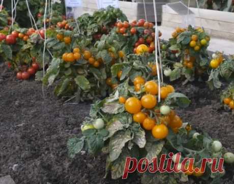 Штамбовые томаты – томаты для ленивых