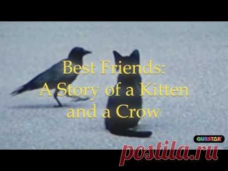 Best Friends - A Story of a Kitten and a Crow - It's a Miracle - 6033