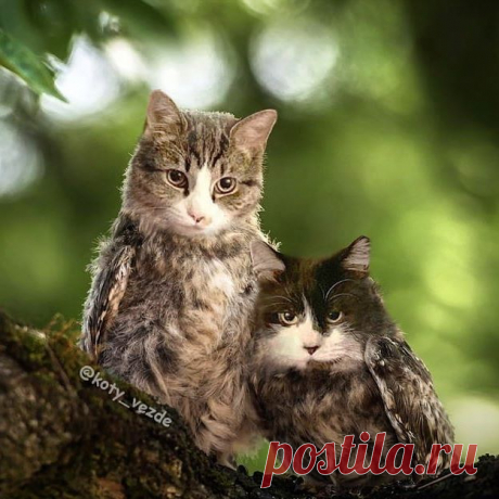 Owls and hedgehogs for @margodegenova
🦉🦔
.
.

#кот #котик #коты #cat #cats #catsofinstagram #catsagram #strange #thing #Photoshop #meme #memes #catmeme #funnycats #humor #юмор #kotyvezde #cats_of_instagram #catsofworld #catlover #owl #owllovers #owls #owllover #сова #совы #птица #birds