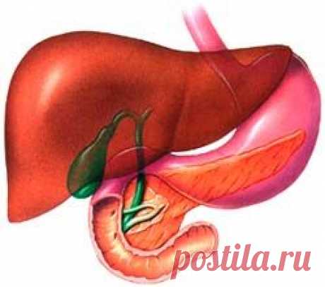 60% поврежденной печени способно восстановиться, если… |