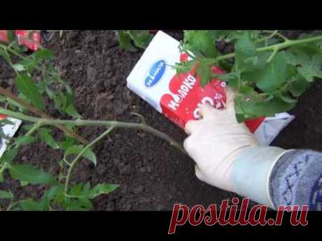 Урожай помидор собирете уже в июне,если посадите этим простым способом!