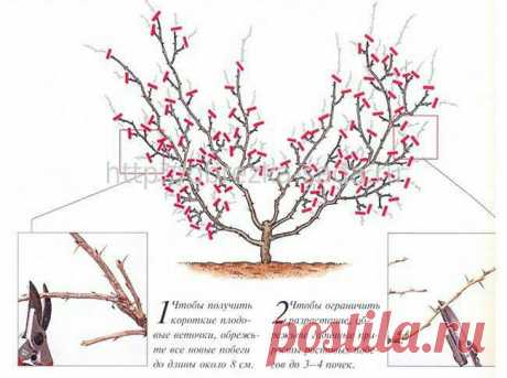 Как обрезать загущенный крыжовник? | 6 соток