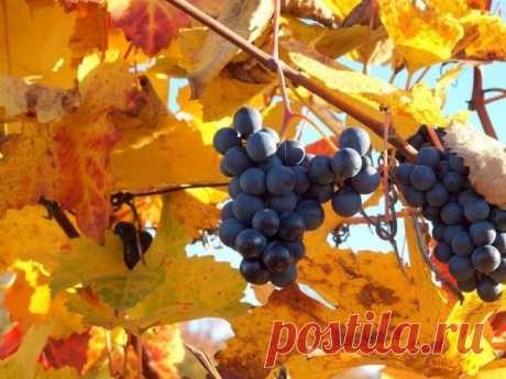 Осенняя покормка винограда - залог хорошего урожая на следующий сезон. Простые рецепты | Мой сад и огород | Яндекс Дзен