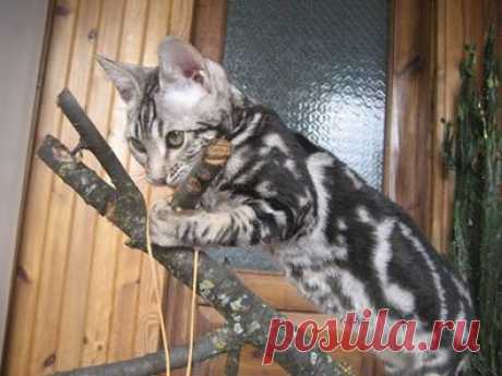 Бенгальский мраморный котик, 8 месяцев