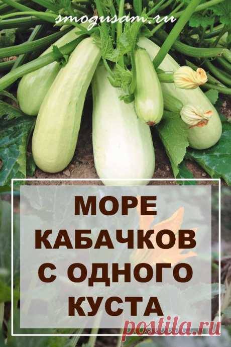 Как получить МОРЕ КАБАЧКОВ С ОДНОГО КУСТА — 5 простых хитростей!