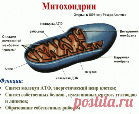 Как оздоровить митохондрии и продлить себе жизнь / Будьте здоровы