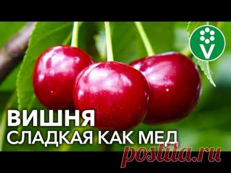 5 САМЫХ ВКУСНЫХ СОРТОВ ВИШНИ. Готовим из вишни изюм и мармелад