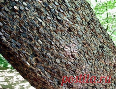 Необычное дерево полное монет было обнаружено в английских лесах | Я КЛАДОИСКАТЕЛЬ | Яндекс Дзен
