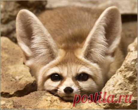 КТО РОДИЛСЯ СЕГОДНЯ?

 7 сентября
Ваш тотем Фенек, миниатюрная лисица, которая живёт в пустынях Северной Африки.