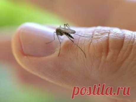 В РО комары переносят опасных паразитов, трое человек уже заражено