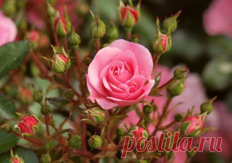 Розы из осенних черенков | РОЗЫ