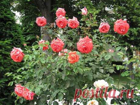 Фото красивых роз | Ландшафтный дизайн своими руками