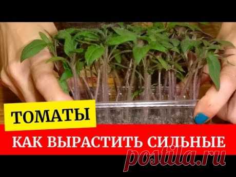 🌱Крепкая рассада томатов до пикировки. Как вырастить? Выращиваем томаты вместе🌱
