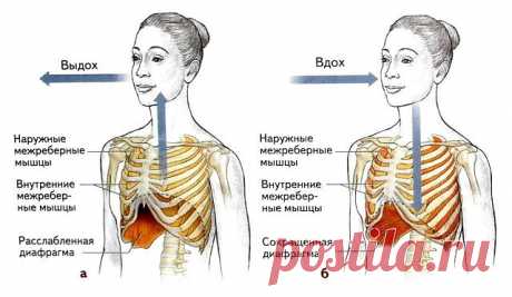 Диафрагма, как ключ к здоровью.
