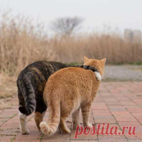Японские уличные кошки