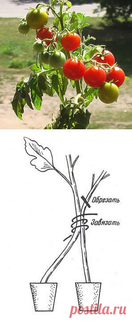 Тайны выращивания помидор.