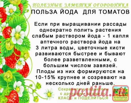 КОПИЛОЧКА  ОГОРОДНИКА!
Сохраните и поделитесь с друзьями!
#✒ЗаметкиОгородника✒ #✔Помидоры