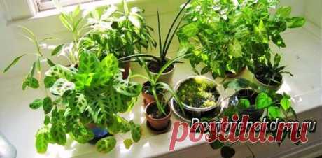 Натуральные удобрения для комнатных растений: Женский портал Домовёнок