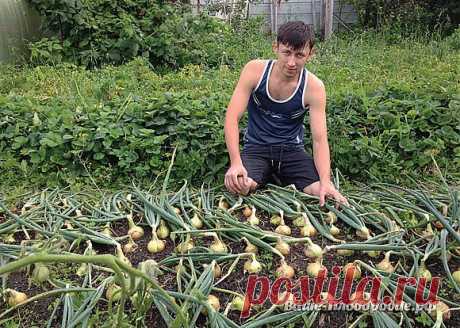 От семечка до луковицы весом в полкило — за сезон .