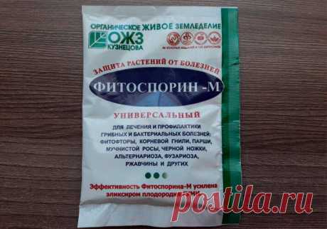 Как я развожу Фитоспорин и получаю намного Большую эффективность | Все о цветоводстве | Яндекс Дзен