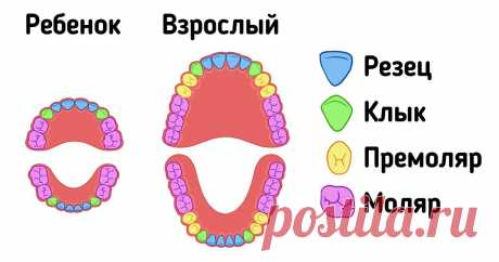 Какие виды зубов есть у человека