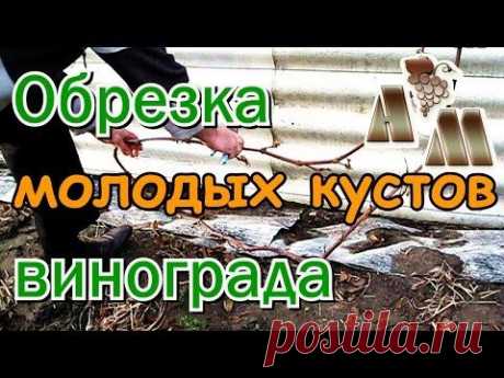 Осенняя обрезка молодых кустов винограда - YouTube