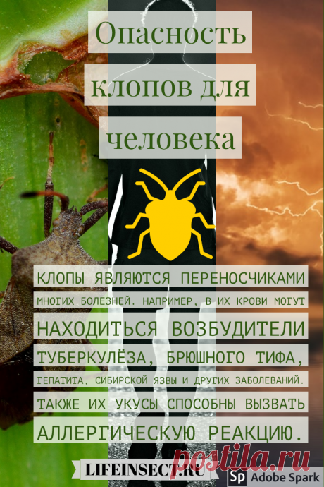 Опасность для человека
Паразиты этого вида могут быть переносчиками опасных заболеваний.