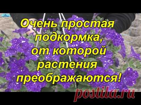 Бюджетная подкормка, которая полностью преображает рассаду! Секреты от Т.В.