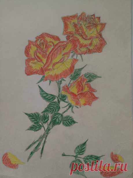 Розы флорибунда сорт Чарлстон 1996 г. (карандаш)