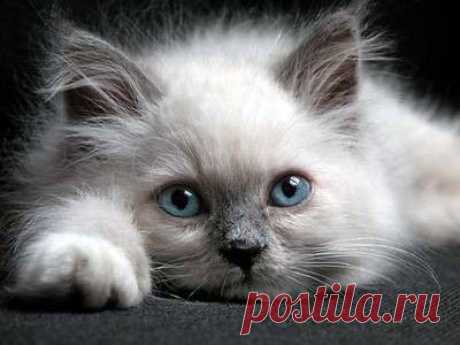 Birman Cats