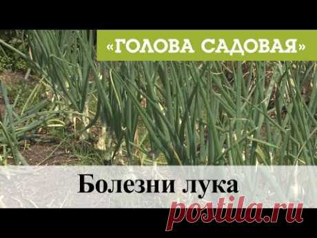 Голова садовая - Болезни лука