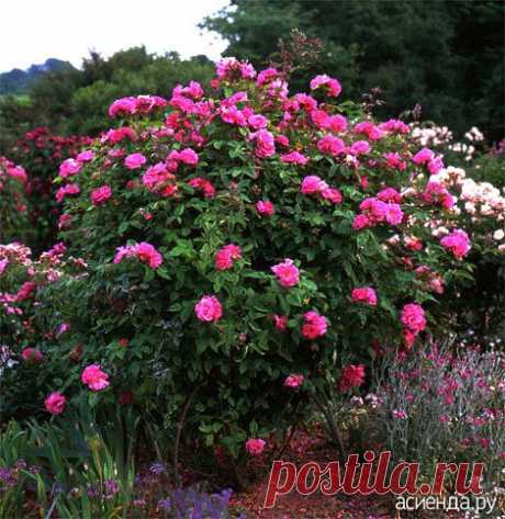 Обрезка и подвязка роз - метод Сиссингхерст: Группа Практикум садовода и огородника