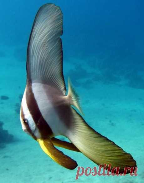 Platax teira, Longfin batfish, Spadefish
Небольшое семейство платаксовых рыб (Ephippidae) объединяет всего 12 видов, относящихся к 7 родам. Их высокое, сильно сжатое с боков, тело покрыто мелкой или среднего размера чешуей. Спинной и анальный плавники сильно удлинены. Брюшные плавники также довольно длинные. Короткие колючки спинного плавника плотно прилегают к длинным мягким лучам. Голова короткая, с небольшим конечным ртом. Зубы на челюстях трехвершинные. Пара или небольшая стайка этих рыб