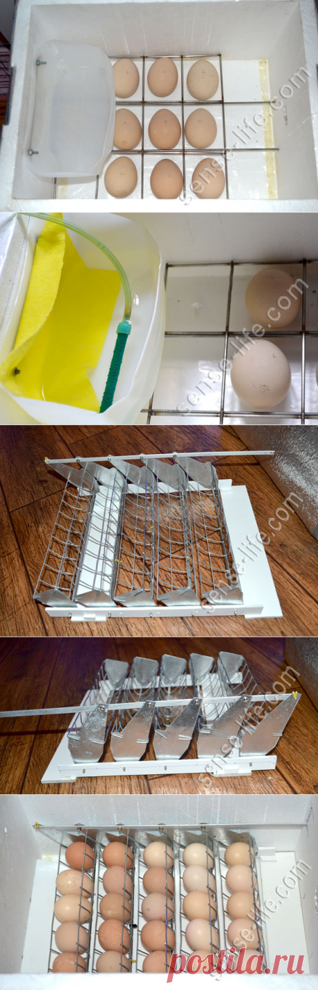Доработка пенопластового инкубатора для инкубации яиц павлина