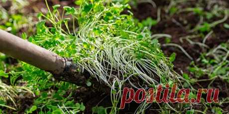 Как сидераты помогут вам собрать хороший урожай в следующем году | Лайфхакер Пульс Mail.ru Горчица, рожь и другие растения улучшат почву на участке без всяких удобрений.