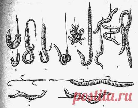 Как правильно насаживать червя на крючок? Какие способы насаживания бывают? | Рыбалка-БЛОГ | Яндекс Дзен