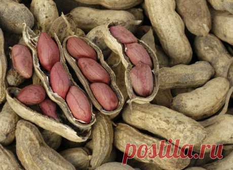 Как правильно посадить арахис и получить максимальный урожай?