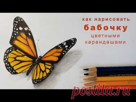 как нарисовать бабочку how to draw a butterfly как нарисовать бабочку цветными карандашами