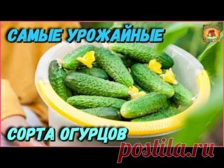 Самые лучшие самоопыляемые сорта огурцов для для теплиц которые не требуют серьезного ухода - YouTube