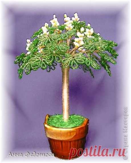 Цветущий каштан: бисерное дерево