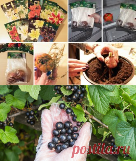 5 секретов небывалого урожая смородины | В саду (Огород.ru)