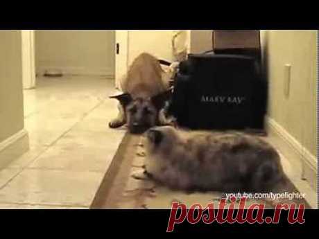 ▶ You Shall Not Pass, Dog - YouTube